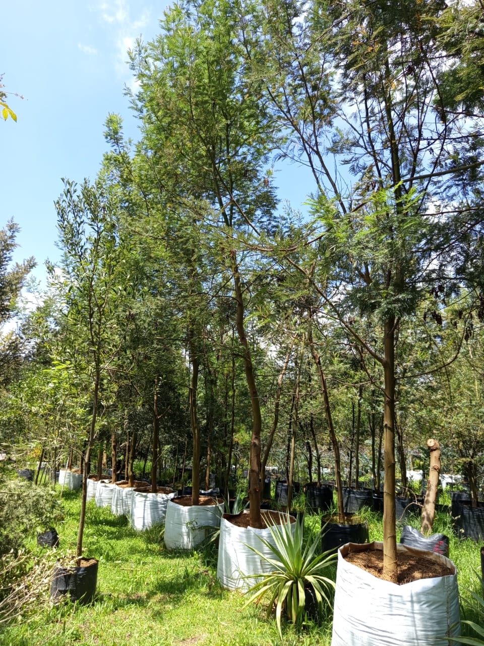 Instalación de árbol grande en proyecto municipal