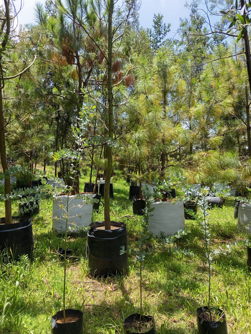 Árbol de gran tamaño listo para ser plantado