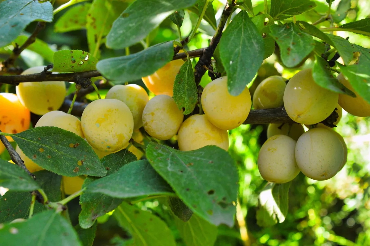 Árboles ornamentales y frutales en maceta listos para trasplante
