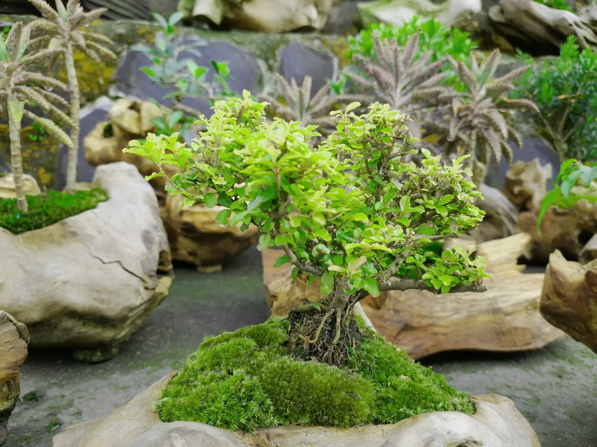 Bonsáis y plantas topiarias podadas con formas decorativas