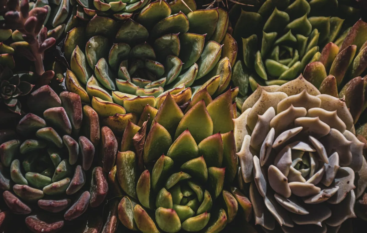 Colección de cactus y suculentas en macetas pequeñas