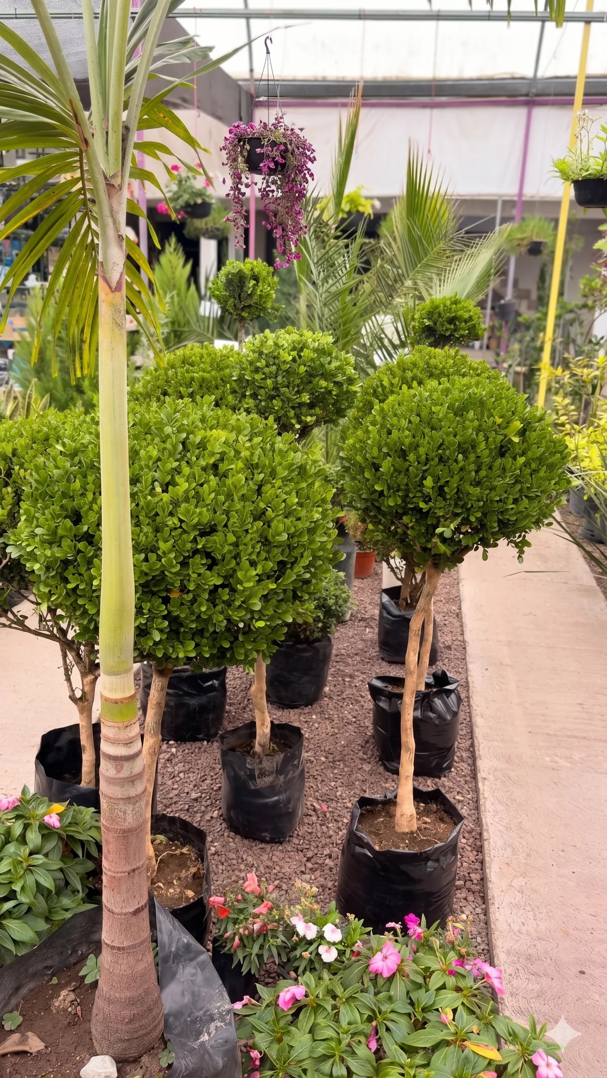 Helechos y plantas tropicales iluminados por luz natural suave