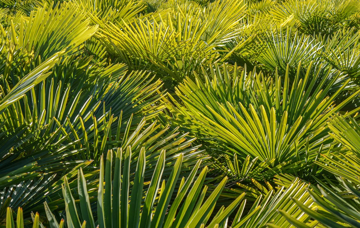Palmeras y arbustos de exterior para proyectos de paisajismo