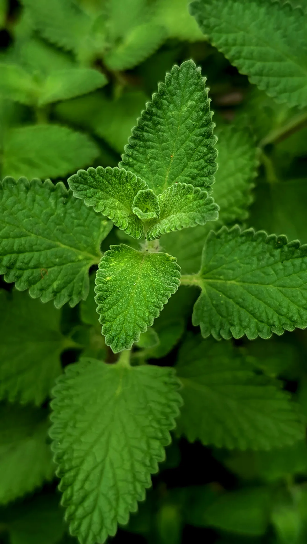 Plantas medicinales y aromáticas en maceta para huerto casero
