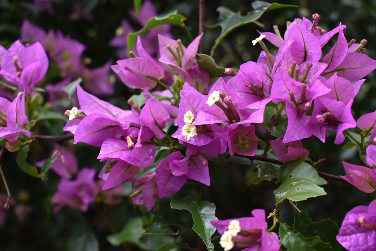 Begonias y helechos ornamentales para interior y exterior