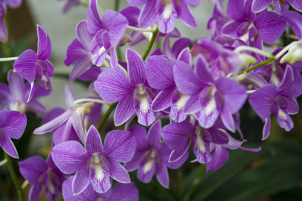 Orquídeas y plantas exóticas de colección